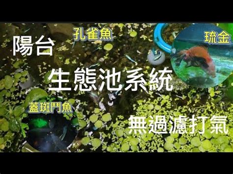 陽台 養魚|陽台生態缸系統日常維護